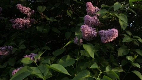 Lilac flower bush, background texture Stock Footage 159289291