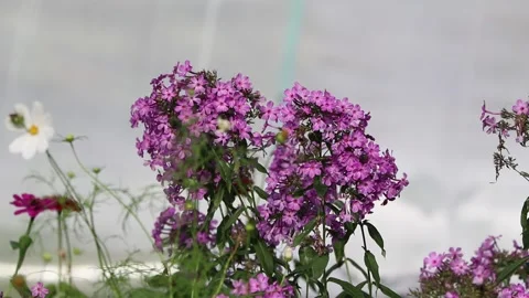 Lilac flower bush Stock Footage 159652242