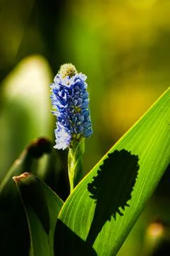 The lilac flower casts the shadow on the leaf Stock Photos