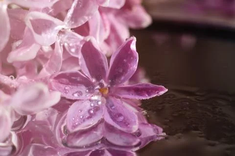 Lilac flower in dew drops Stock Photos
