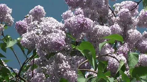 Lilac flower Stock Footage 10734082