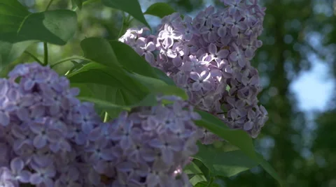 Lilac Flower Video stock 66560246