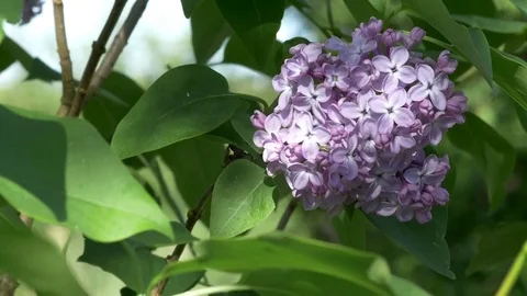 Lilac Flower Stock Footage 72595687