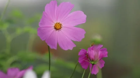 Lilac flower Stock Footage 159652228