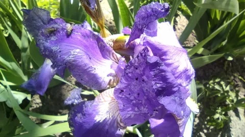 Lilac flower Stock-Footage 194006698