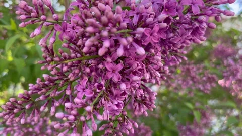 Lilac flower Stock Footage 241531200