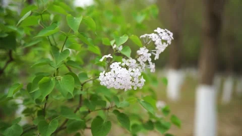 Lilac flower green leaves spring Stock Footage 187637342
