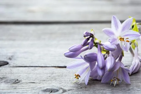 Lilac flower hosta close-up. Bell flower on a wooden background. Stock Photos