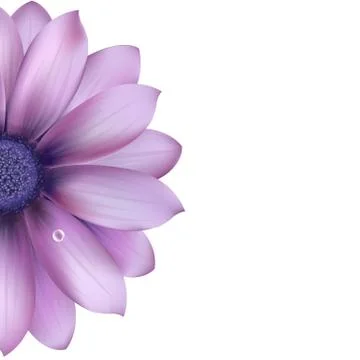 Lilac flower Stock Illustration