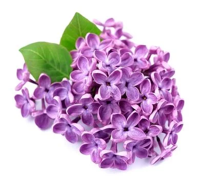 Lilac flower isolated Stock Photos