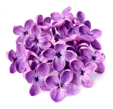 Lilac flower macro. Stock Photos