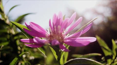 Lilac flower 스톡 사진