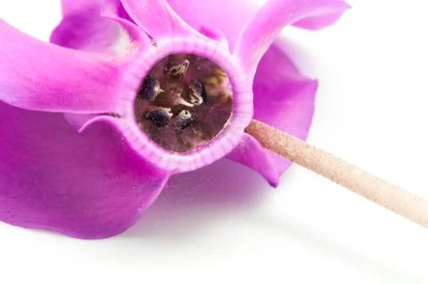 Lilac flower Stock Photos