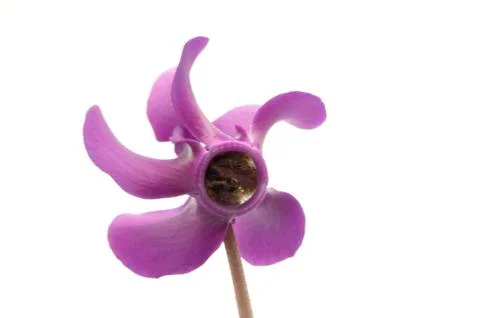 Lilac flower Stock Photos