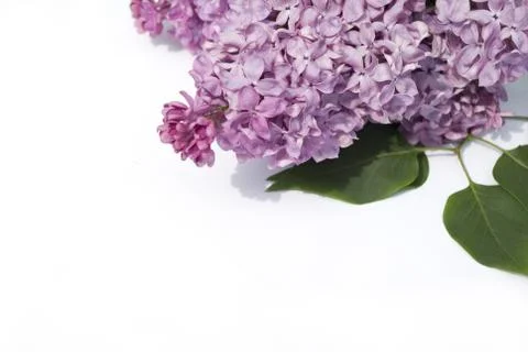 Lilac flower Stock-Fotos