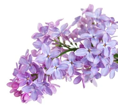 Lilac flower Stock Photos