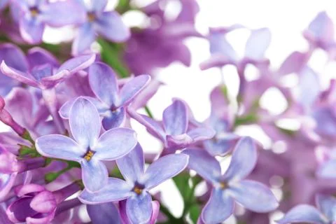 Lilac flower Stock Photos