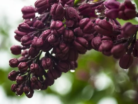 Lilac flower Stock Photos