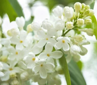 Lilac flower Stock Photos