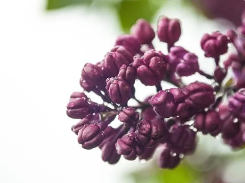 Lilac flower Stock Photos