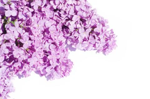 Lilac flower Stock Photos