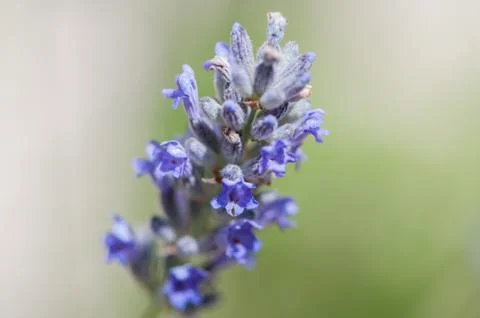 Lilac flower Stock Photos