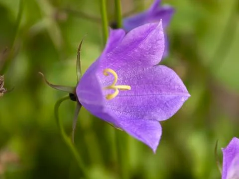Lilac Flower 스톡 사진