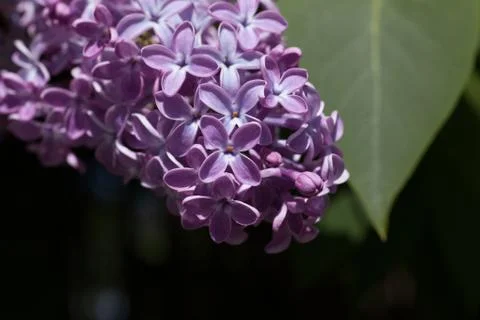 Lilac flower Foto stock