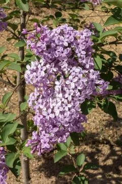 Lilac flower Stock Photos