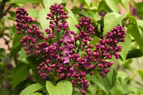 Lilac flower Stock-Fotos