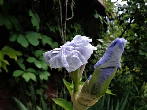 Lilac flower 스톡 사진