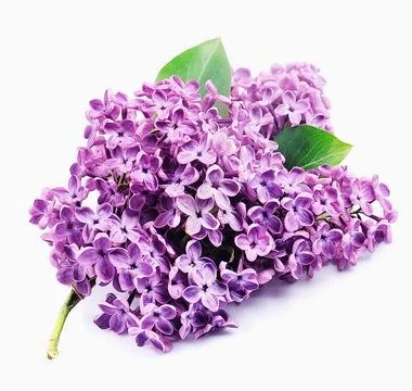 Lilac flower . Stock Photos