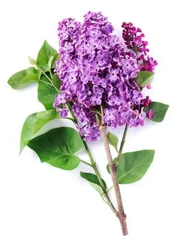 Lilac flower Foto stock