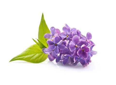 Lilac flower Stock Photos