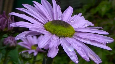 Lilac flower. Rain. Stock Footage 54539344