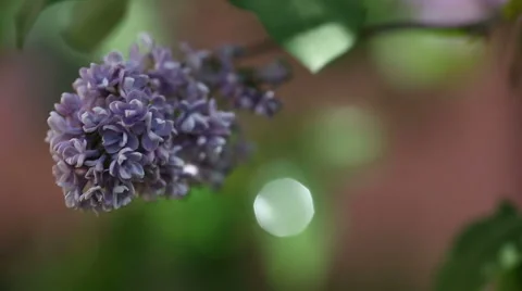 Lilac flower in spring time. Video stock 48427454