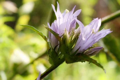 Lilac flower on the stem. Photos
