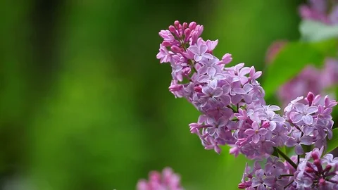 Lilac Flower Summer Time Stock Footage 89810802