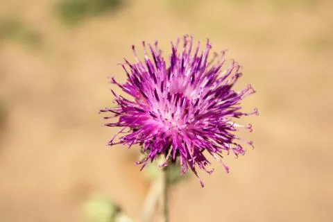 Lilac flower Thistle, close-up Stock Photos