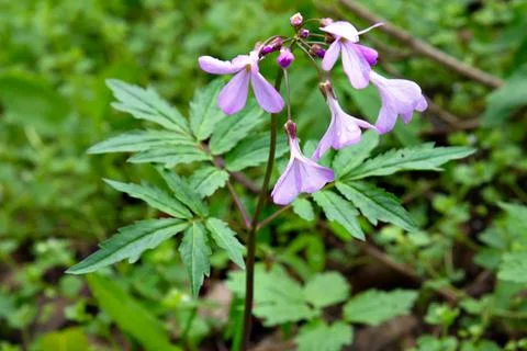 Lilac flower Toothwort five-leaf in the forest Stock Photos