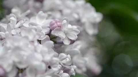 Lilac flower under the blue sky, against beautiful bokeh and sparkling lights. Stock Footage 89660528