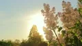 The lilac flowering branches (spring) HD Footage