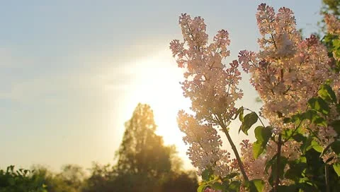 The lilac flowering branches (spring) Stock-Footage 10915488