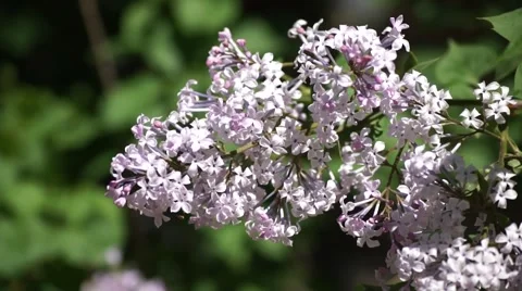 Lilac flowering close-up Stock Footage 51395877