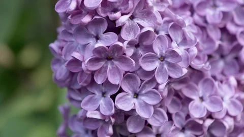 Lilac flowering close up view. Video stock 123254160
