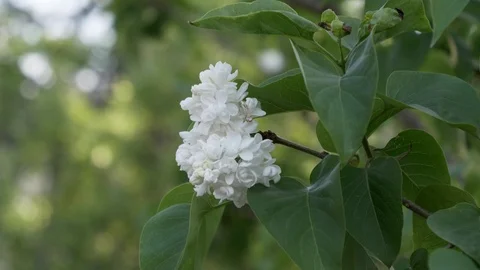 Lilac flowering close up view. Stockbeeldmateriaal 123254401