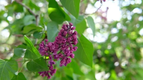 Lilac flowering in the garden in springtime Stock Footage 130345458
