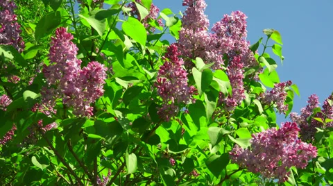 Lilac flowers. 4K. Stock Footage 38620701