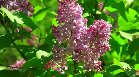 Lilac flowers. 4K. Stock Footage 38628326