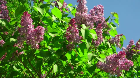 Lilac flowers. 4K. Video stock 38644063
